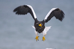 Stellers Eagles Haliaeetus pelagicus Shiretoko Peninsula Hokkaido Japan February Stellers Eagles Haliaeetus pelagicus Shiretoko Peninsula Hokkaido Japan February