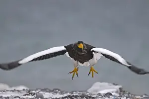 Stellers Eagles Haliaeetus pelagicus Shiretoko Peninsula Hokkaido Japan February