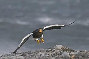 Stellers Eagles Haliaeetus pelagicus Shiretoko Peninsula Hokkaido Japan February