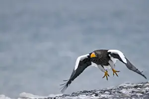 Stellers Eagles Haliaeetus pelagicus Shiretoko Peninsula Hokkaido Japan February