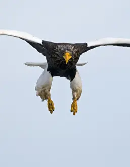 Stellers Eagles Haliaeetus pelagicus Shiretoko Peninsula Hokkaido Japan February