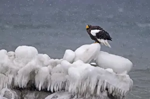 Stellers Eagles Haliaeetus pelagicus Shiretoko Peninsula Hokkaido Japan February