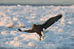 Stellers Eagles Haliaeetus pelagicus Shiretoko Peninsula Hokkaido Japan February