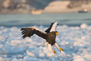 Stellers Eagles Haliaeetus pelagicus Shiretoko Peninsula Hokkaido Japan February