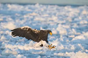 Stellers Eagles Haliaeetus pelagicus Shiretoko Peninsula Hokkaido Japan February