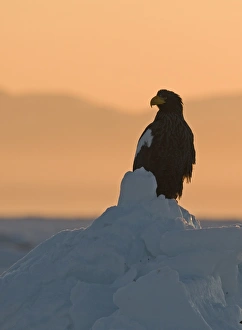 Stellers Eagles Haliaeetus pelagicus at sunrise on sea ice in Sea of Okhotsk off Stellers Eagles Haliaeetus pelagicus at sunrise on sea ice in Sea of Okhotsk off