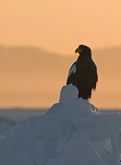 Stellers Eagle Prints: Stellers Eagles Haliaeetus pelagicus at sunrise on sea ice in Sea of Okhotsk off