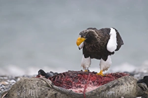Stellers Eagles Haliaeetus pelagicusat feeding on dead seal Shiretoko Peninsula Stellers Eagles Haliaeetus pelagicusat feeding on dead seal Shiretoko Peninsula