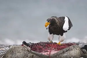 Stellers Eagle Prints: Stellers Eagles Haliaeetus pelagicusat feeding on dead seal Shiretoko Peninsula