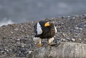 Stellers Eagles Haliaeetus pelagicusat feeding on dead seal Shiretoko Peninsula