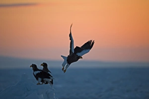 Stellers Eagles Haliaeetus pelagicusat sunrise on sea ice in Sea of Okhotsk off Stellers Eagles Haliaeetus pelagicusat sunrise on sea ice in Sea of Okhotsk off