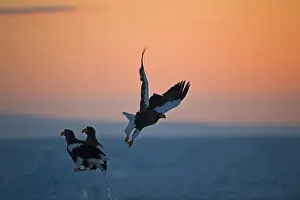 Stellers Eagle Prints: Stellers Eagles Haliaeetus pelagicusat sunrise on sea ice in Sea of Okhotsk off