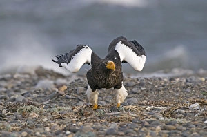 Stellers Eagles Haliaeetus pelagicusatabout to take off Shiretoko Peninsula Hokkaido Stellers Eagles Haliaeetus pelagicusatabout to take off Shiretoko Peninsula Hokkaido
