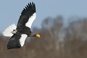 Stellers Eagle Prints: Stellers Eagles Haliaeetus pelagicusLake Fuhren Hokkaido Japan February