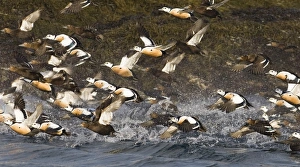 Stellers Eider Polysticta stelleri flock exploding from the sea Varanger Fjord Norway Stellers Eider Polysticta stelleri flock exploding from the sea Varanger Fjord Norway