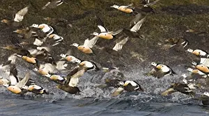 Wildfowl Prints: Stellers Eider Polysticta stelleri flock exploding from the sea Varanger Fjord Norway