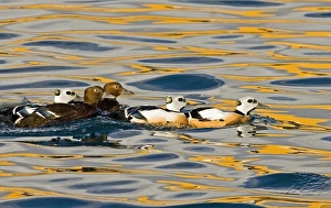 Stellers Eider Polysticta stelleri flock on sea Varanger Fjord Norway March