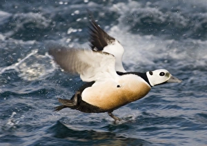Stellers Eider Polysticta stelleri male taking off Varanger Fjord Arctic Norway March Stellers Eider Polysticta stelleri male taking off Varanger Fjord Arctic Norway March