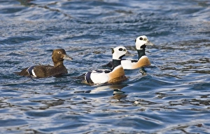 Stellers Eiders Polysticta stelleri Varanger Fjord Arctic Norway March Stellers Eiders Polysticta stelleri Varanger Fjord Arctic Norway March