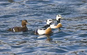 Wildlife Prints: Stellers Eiders Polysticta stelleri Varanger Fjord Arctic Norway March