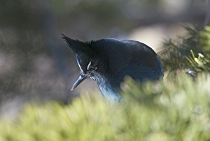 Stellers Jay Cyanocitta stelleri Scandia Crest Albuquerque New Mexico USA Jan Stellers Jay Cyanocitta stelleri Scandia Crest Albuquerque New Mexico USA Jan
