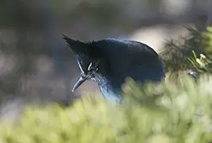 New Mexico Prints: Stellers Jay Cyanocitta stelleri Scandia Crest Albuquerque New Mexico USA Jan