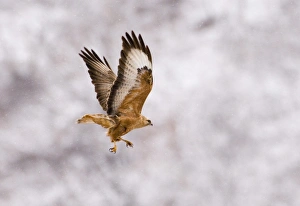 Steppe Buzzard Buteo vulpinus Georgia April