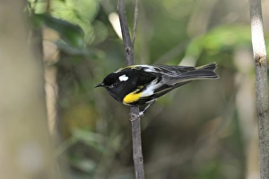 Stitchbird Notyiomystis cincta Tiri Matangi Island North Island New Zealand male Stitchbird Notyiomystis cincta Tiri Matangi Island North Island New Zealand male