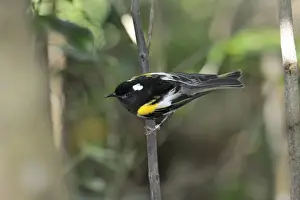 Stitchbird Notyiomystis cincta Tiri Matangi Island North Island New Zealand male