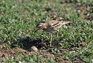Stone Curlew, Burhinus oedicnemus, at nest, The Brecks, Suffolk, June