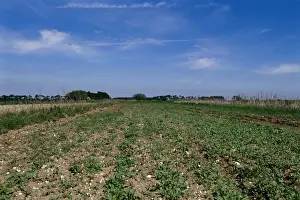 Crop Prints: Stone Curlew, Burhinus oedicnemus incubating at nest in carrot crop Brecks Norfolk spring