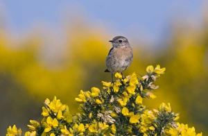 Stonechat Saxicola torquata female on Kelling Heath Norfolk April Stonechat Saxicola torquata female on Kelling Heath Norfolk April