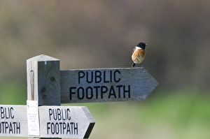 Stonechat saxicola torquata on footpath sign Minsmere Suffolk April Stonechat saxicola torquata on footpath sign Minsmere Suffolk April