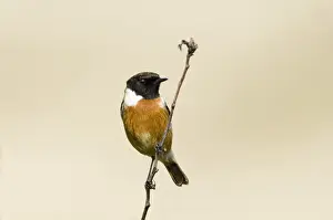 Stonechat Saxicola torquata male Northumberland spring