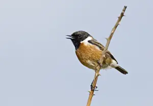Sing Prints: Stonechat Saxicola torquata male in song Northumberland spring