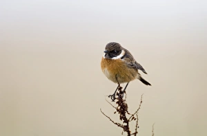 Stonechat Saxicola torquata male in winter Northumberland UK Stonechat Saxicola torquata male in winter Northumberland UK