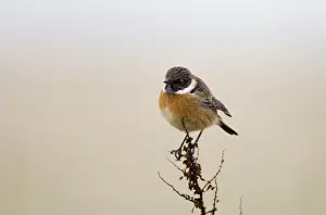 Stonechat Saxicola torquata male in winter Northumberland UK