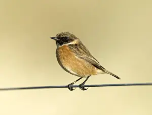 Saxicola Torquata Prints: Stonechat Saxicola torquata male in winter UK January