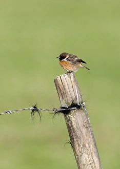 Stonechat Saxicola torquata Norfolk winter