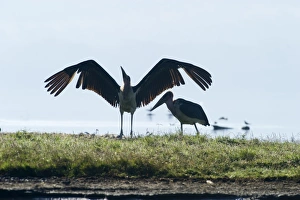 Kenya Prints: stork marabou stork lake nakuru kenya marabou