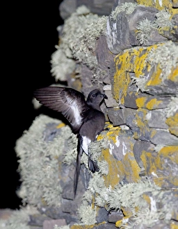 Storm Petrel Hydrobates pelagicus on side of Iron Age Broch Mousa RSPB Reserve Shetland Storm Petrel Hydrobates pelagicus on side of Iron Age Broch Mousa RSPB Reserve Shetland
