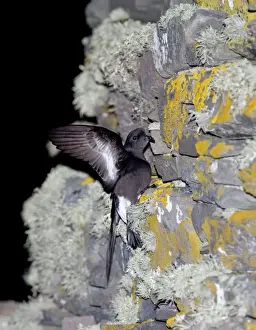 Petrel Prints: Storm Petrel Hydrobates pelagicus on side of Iron Age Broch Mousa RSPB Reserve Shetland
