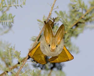 Africa Prints: Straw-winged Bat Baringo Kenya