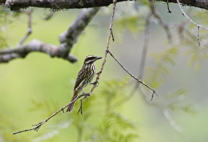 Streaked Flycatcher Myiodynastes maculatus Amazon River near Iquitos Peru Streaked Flycatcher Myiodynastes maculatus Amazon River near Iquitos Peru