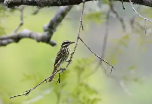 Neotropical Prints: Streaked Flycatcher Myiodynastes maculatus Amazon River near Iquitos Peru
