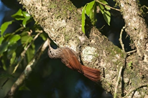 Streaked-headed Woodcreeper Lepidopcolates souleyetti La Selva Costa Rica Streaked-headed Woodcreeper Lepidopcolates souleyetti La Selva Costa Rica