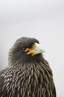 Striated Caracara Phalcoboenus australis (Johnny Rook) Sea Lion Island Falklands