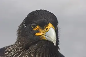 Falklands Prints: Striated Caracara Phalcoboenus australis (Johnny Rook) Sea Lion Island Falklands