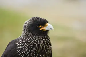Striated Caracara Phalcoboenus australis (Johnny Rook) Sea Lion Island Falklands