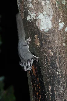 Sugar Glider Petaurus breviceps Queensland Australia